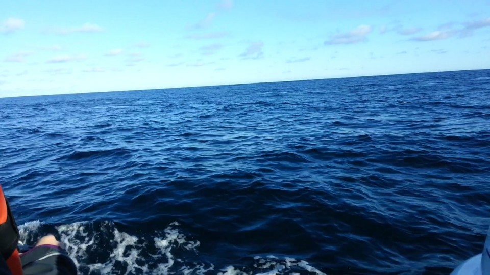 Humpback whale breaching in Plett