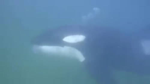 Orca (killer whale) in Plett