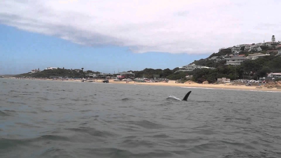 Kayaking with an Orca in Plett