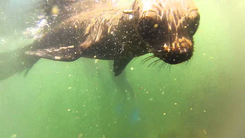 Seal Snorkel