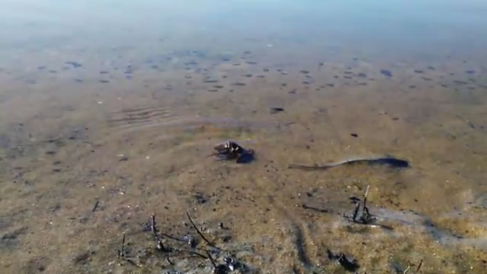 Residents of the Plett Lagoon