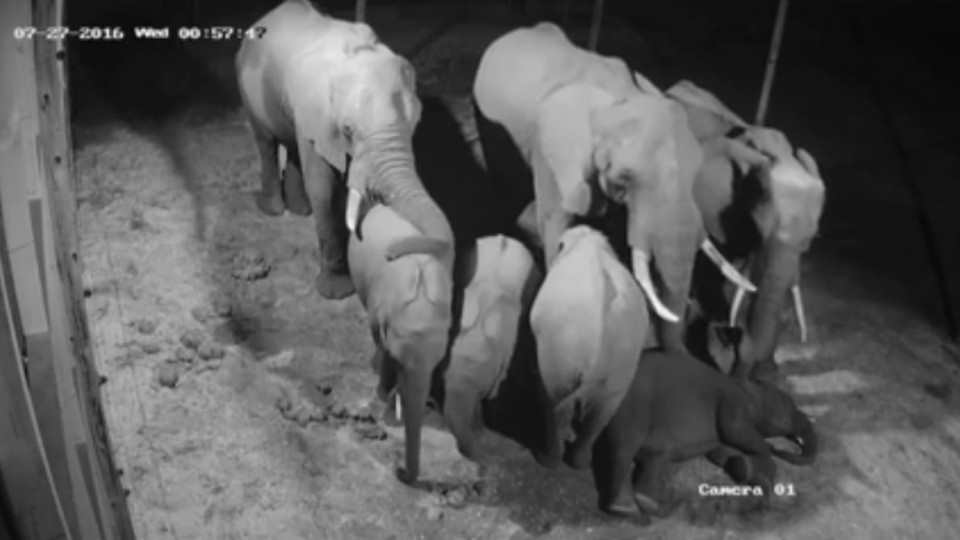 Elephants sleeping at Plett Game Reserve