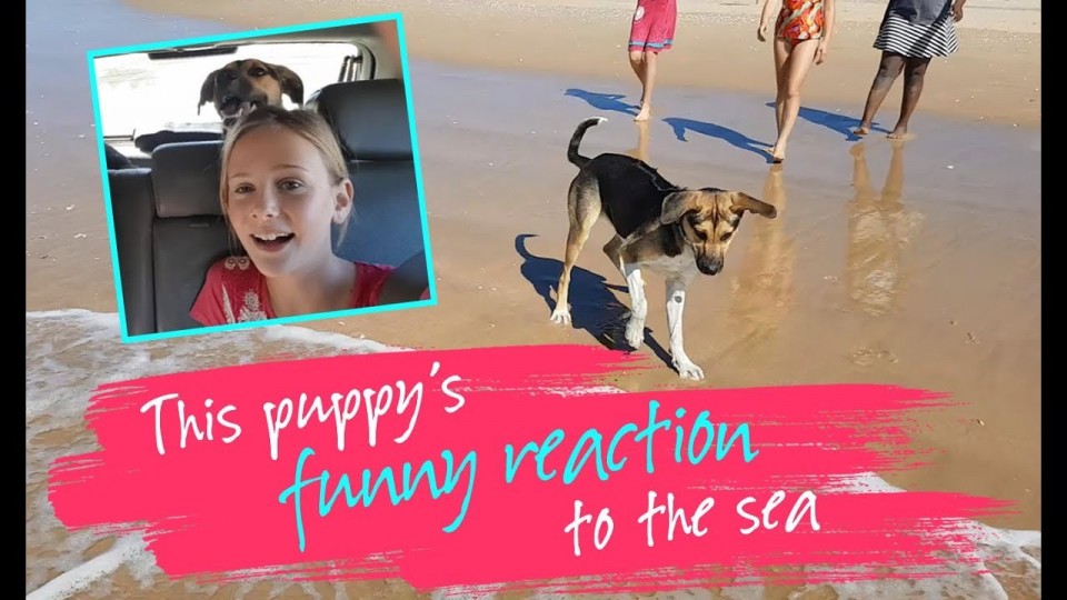 This puppy’s funny reaction to the sea