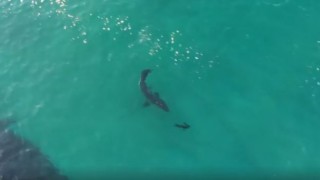 Great white sharks hunting seals off Robberg